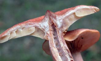 Lactarius oculatus.